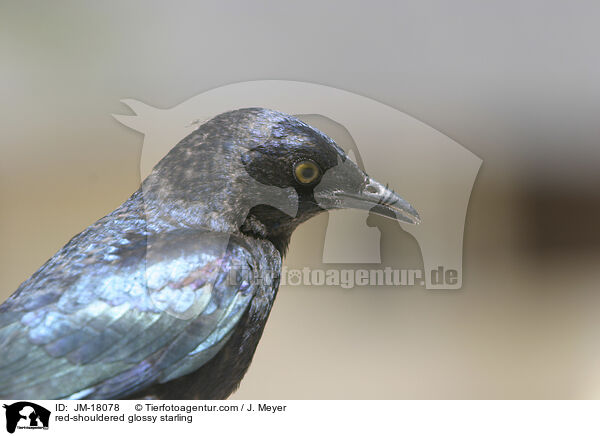 Rotschulterglanzstar / red-shouldered glossy starling / JM-18078
