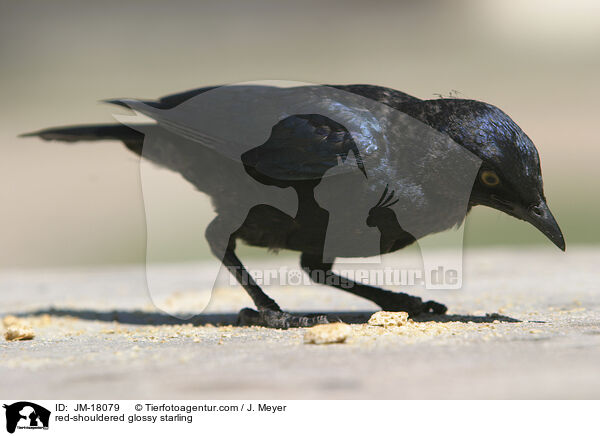 Rotschulterglanzstar / red-shouldered glossy starling / JM-18079