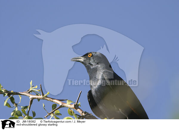 Rotschulterglanzstar / red-shouldered glossy starling / JM-18082