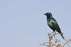 Red-shouldered glossy starling