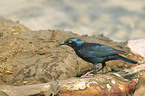 red-shouldered glossy-starling