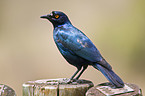 red-shouldered glossy starling