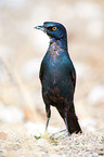 red-shouldered glossy starling