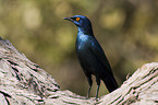 red-shouldered glossy starling