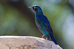 red-shouldered glossy starling