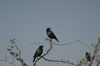 red-shouldered glossy starlings