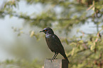 red-shouldered glossy starling