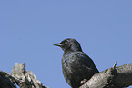 red-shouldered glossy starling