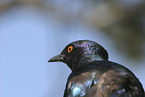 red-shouldered glossy starling