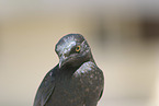 red-shouldered glossy starling