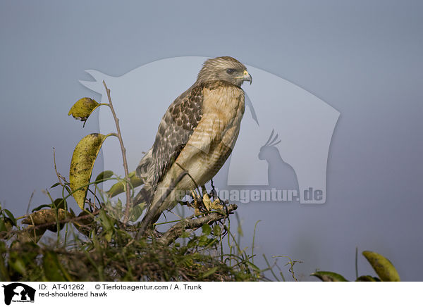 Rotschulterbussard / red-shouldered hawk / AT-01262