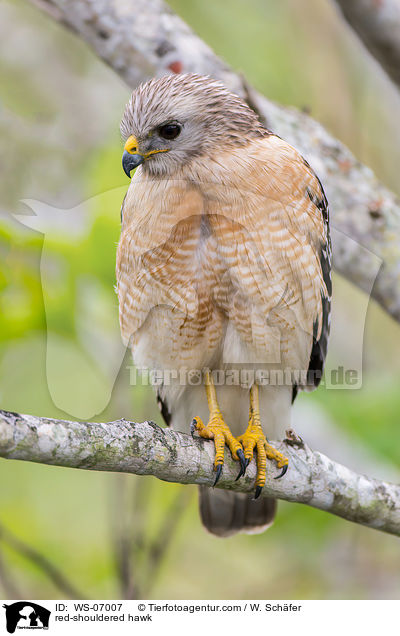 Rotschulterbussard / red-shouldered hawk / WS-07007