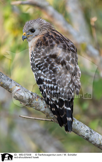 red-shouldered hawk / WS-07008