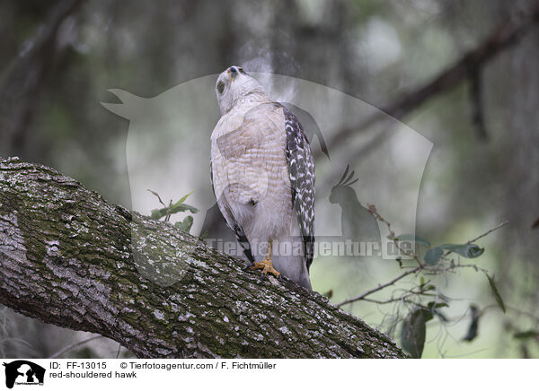 Rotschulterbussard / red-shouldered hawk / FF-13015