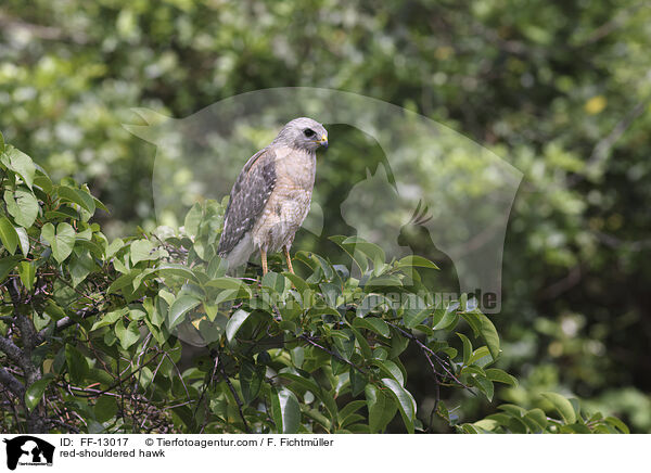 Rotschulterbussard / red-shouldered hawk / FF-13017