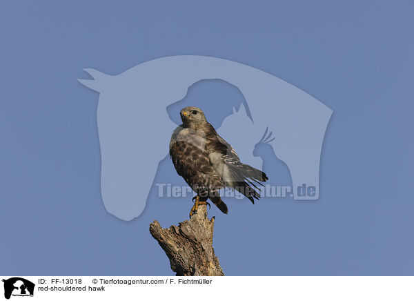 Rotschulterbussard / red-shouldered hawk / FF-13018