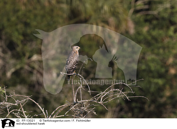 red-shouldered hawk / FF-13021