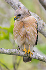 red-shouldered hawk