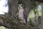 red-shouldered hawk