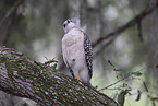 red-shouldered hawk