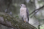 red-shouldered hawk