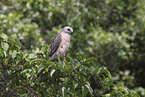 red-shouldered hawk