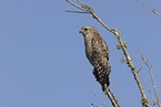 red-shouldered hawk