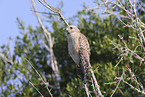 red-shouldered hawk