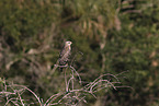 red-shouldered hawk