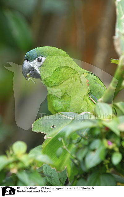 Red-shouldered Macaw / JR-04642