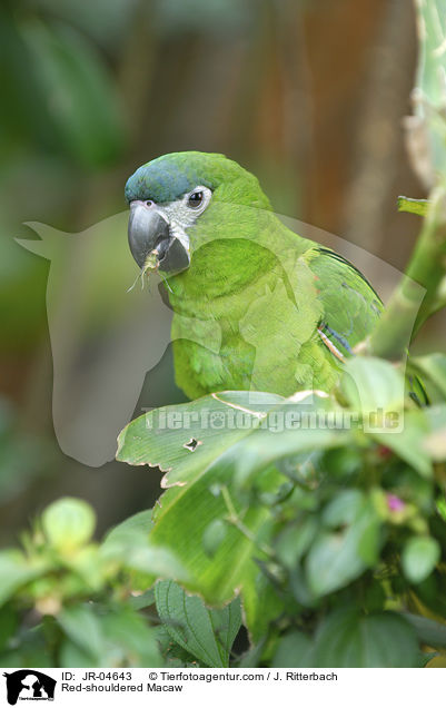 Red-shouldered Macaw / JR-04643