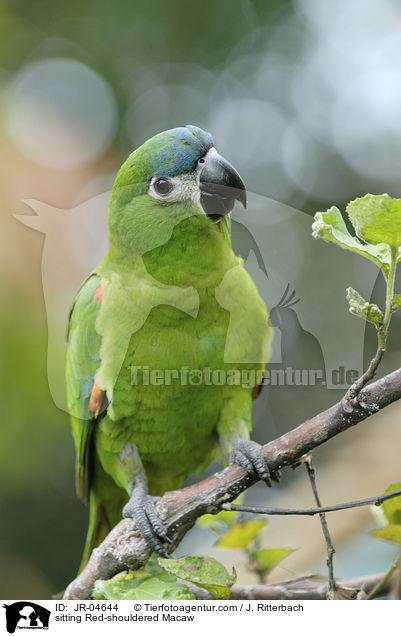 sitting Red-shouldered Macaw / JR-04644