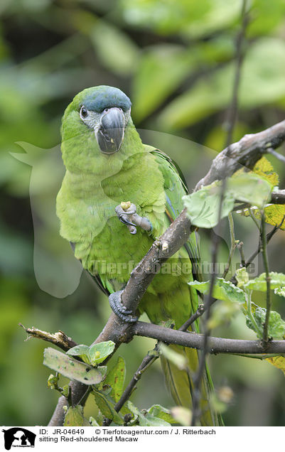 sitting Red-shouldered Macaw / JR-04649