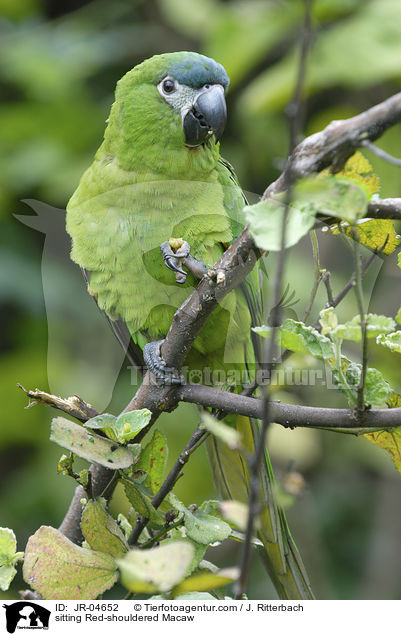 sitting Red-shouldered Macaw / JR-04652