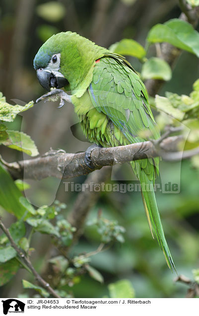 sitting Red-shouldered Macaw / JR-04653