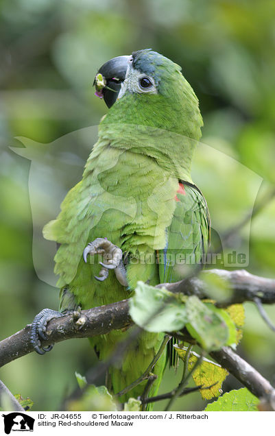 sitting Red-shouldered Macaw / JR-04655