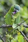 Hahn's macaw