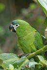 sitting Red-shouldered Macaw