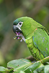 sitting Red-shouldered Macaw