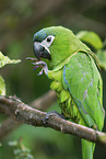 sitting Red-shouldered Macaw