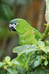 Red-shouldered Macaw