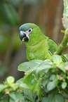 Red-shouldered Macaw