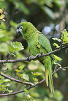 sitting Red-shouldered Macaw