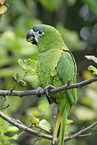 sitting Red-shouldered Macaw