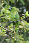 sitting Red-shouldered Macaw