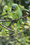 sitting Red-shouldered Macaw