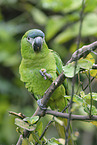 sitting Red-shouldered Macaw
