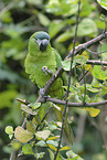 sitting Red-shouldered Macaw