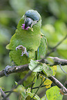 sitting Red-shouldered Macaw