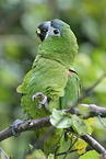 sitting Red-shouldered Macaw